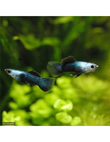 Guppy Endler - 2101875 Guppy Endler - 2101875