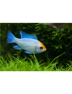 Ramirezi Electric Blue - MICROGEOPHAGUS RAMIREZI - 2102079