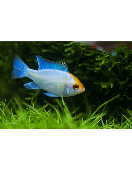 Ramirezi Electric Blue - MICROGEOPHAGUS RAMIREZI - 2102079