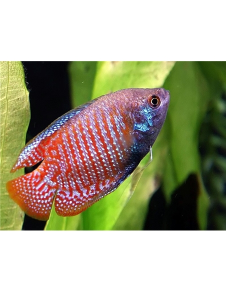 Colisa Lalia Femea - 2103633