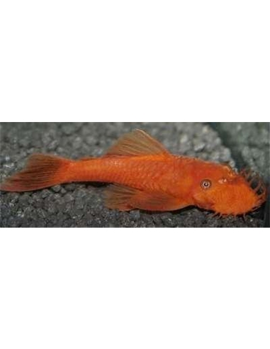 Ancistrus Super red - 2103191