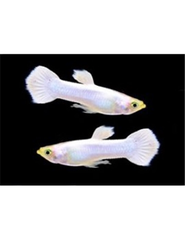 Guppy Macho Snow White  - POECILIA RETICULATUS - 2104129