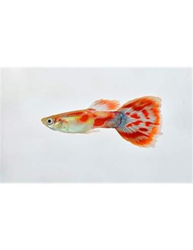 Guppy Macho Pigeon Blood