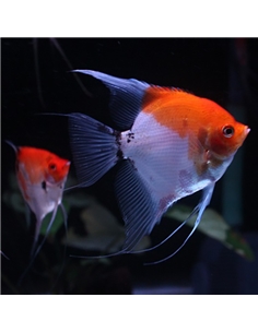 Escalar Red Devil - 2104355