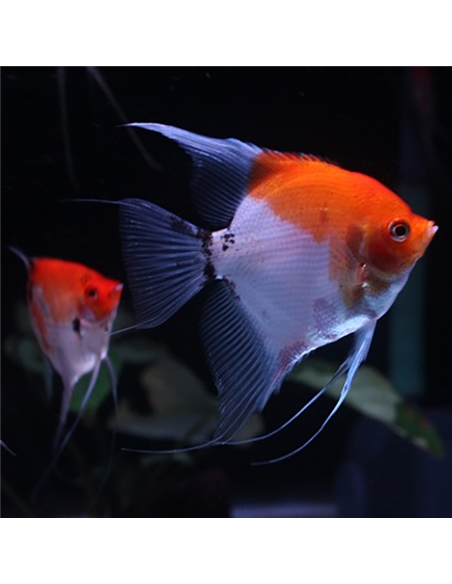 Escalar Red Devil - 2104355