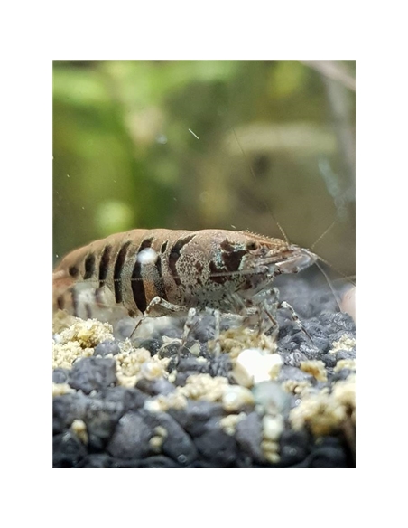 Caridina CF. Babaulti stripes - 2104465