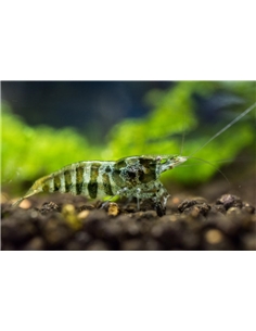 Caridina CF. Babaulti stripes - 2104465 2