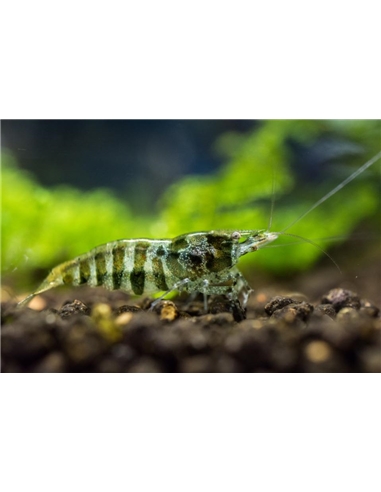 Caridina CF. Babaulti stripes - 2104465
