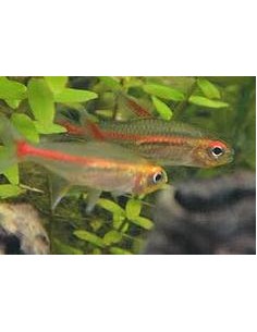 Neon Rosa - 2101459 2