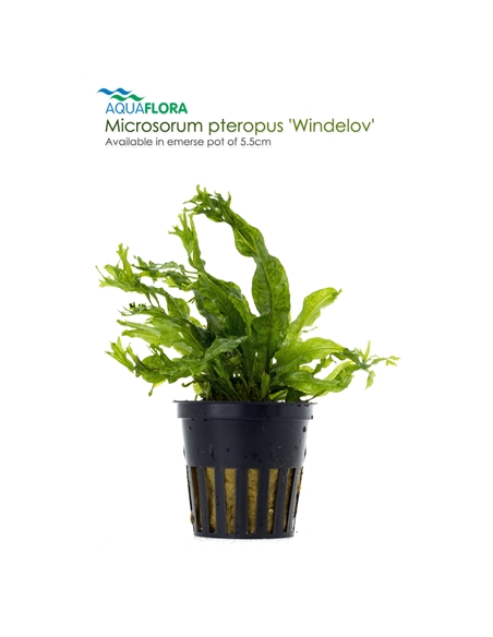 Microsorum pteropus Windelov - 2101655