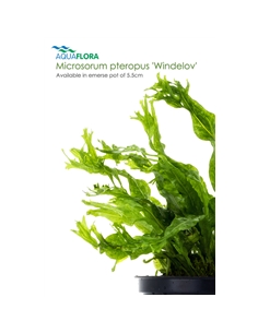 Microsorum pteropus Windelov - 2101655 2