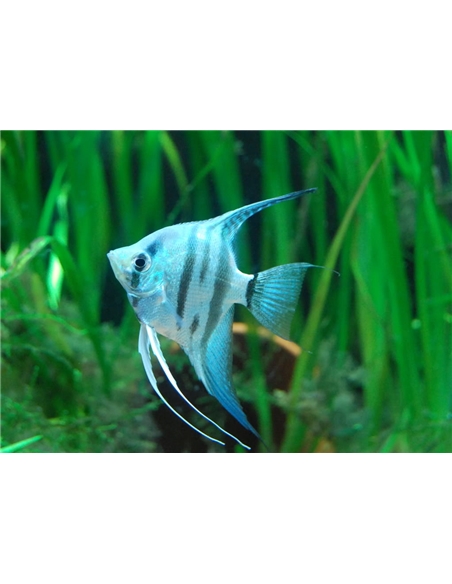 Escalar Azul - Blue Marble - 2100622