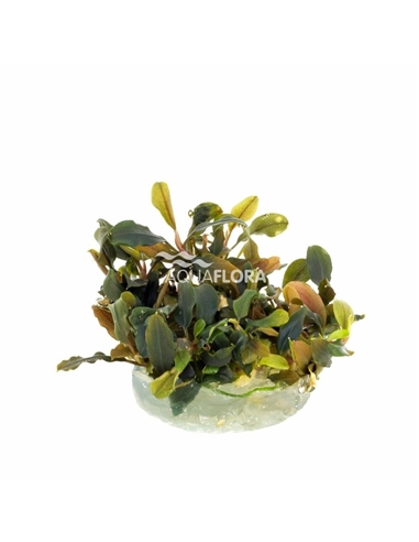 Bucephalandra Deep Purple- In Vitro Cup - 2103476