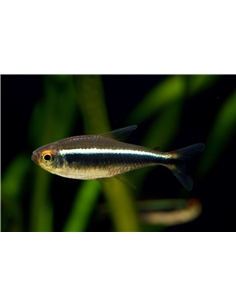 Neon Negro - Hyphessobrycon Herbertaxelrodi - 2100616