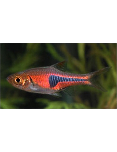 Rasbora espei - 2102888