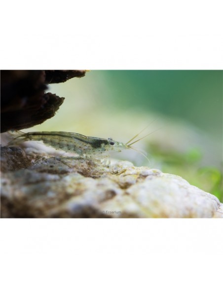 Yamato Shrimp - 2100670