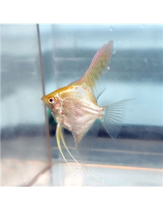 Escalar Sortido - PTEROPHYLLUM SCALARE - 2100776