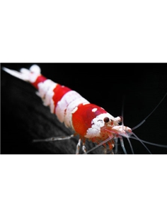 Red Bee Shrimp A-S - 2100662