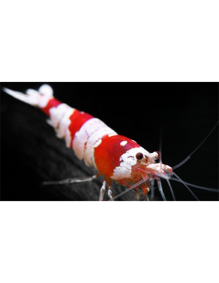 Red Bee Shrimp A-S - 2100662