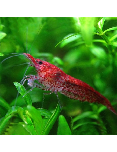 Camarão Red Cherry - 2101413