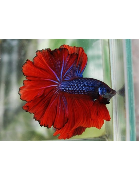 Betta halfmoon - BETTA SPLENDENS - 2100923