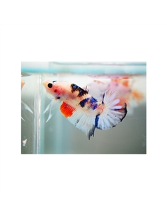 Betta Macho KOI - 2101769