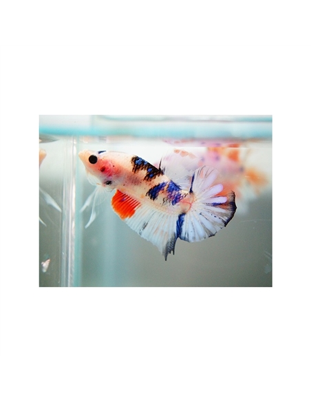 Betta Macho KOI - 2101769