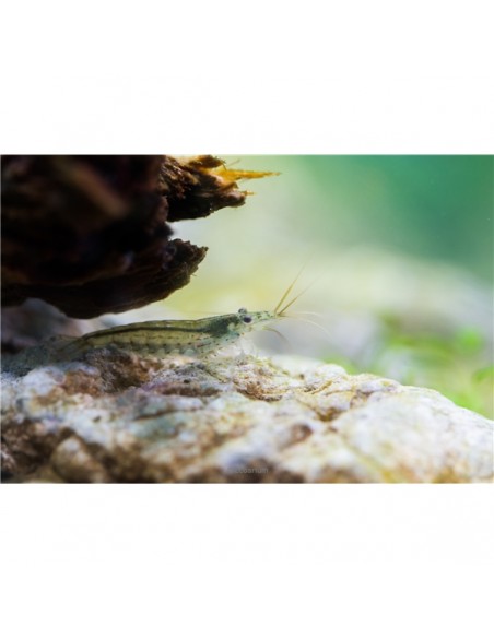 Yamato Shrimp - 2100670