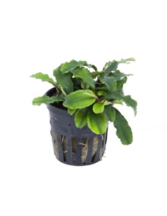 Bucephalandra wavy Green - 2103908
