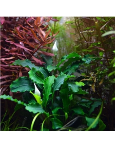 Bucephalandra wavy Green - 2103908 2