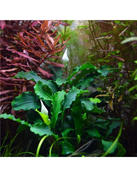 Bucephalandra wavy Green - 2103908