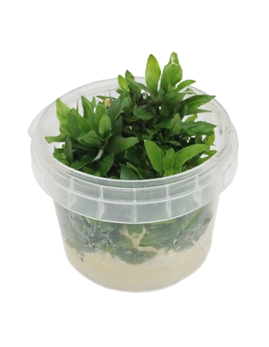 Staurogyne repens In Vitro Cup - 2101509