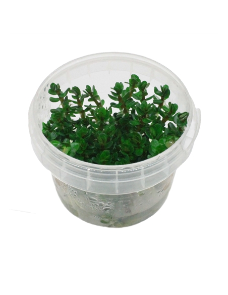 Cryptocoryne Pigmea in vitro cup - 2102419
