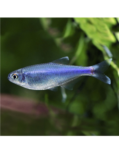 Tetra Azul - Boehlkea fredcochui - 2103525