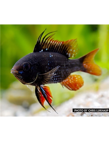 Ramirezi Dark Negro- MICROGEOPHAGUS RAMIREZI - 2104696