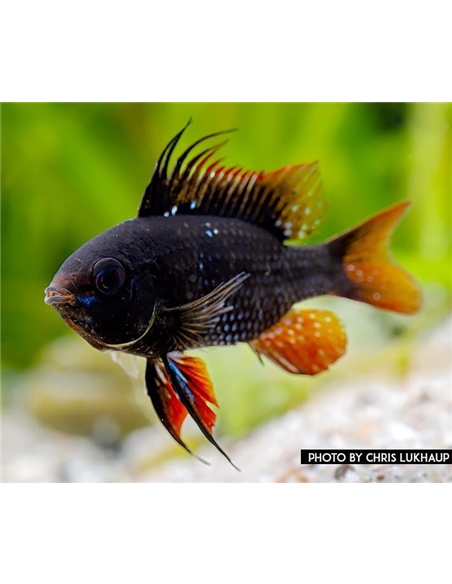 Ramirezi Dark Negro- MICROGEOPHAGUS RAMIREZI - 2104696
