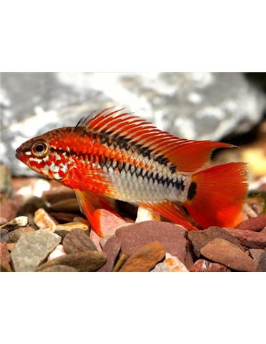 Apistogramma Macmasteri - 2104768