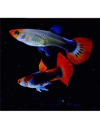 Guppy macho koi TUXEDO - 2104748