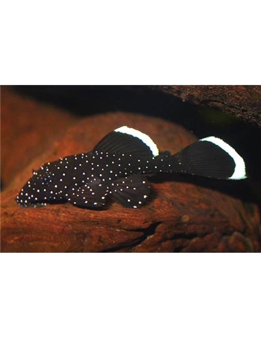 L181 - Peppermint Pleco - 2104669