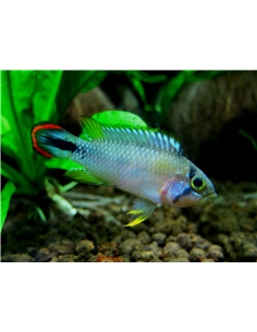 Apistograma Panduro - 2105038
