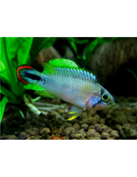 Apistograma Panduro - 2105038