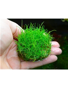 Eleocharis sp. minima in vitro cup