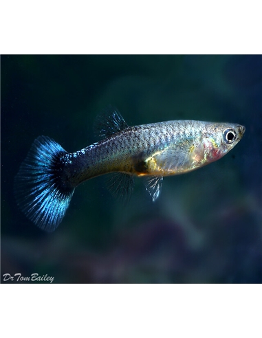 Guppy Blue Moscow Femea - 2105126
