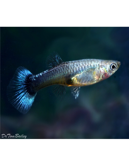 Guppy Blue Moscow Femea - 2105126