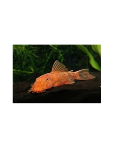 Ancistrus Red Brown - LDA 16 - 2100604