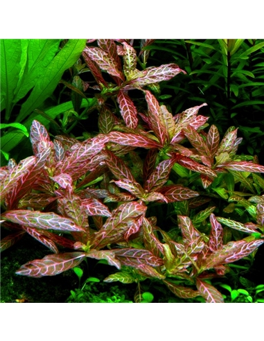 Hygrophila polysperma Sunset - 2105153
