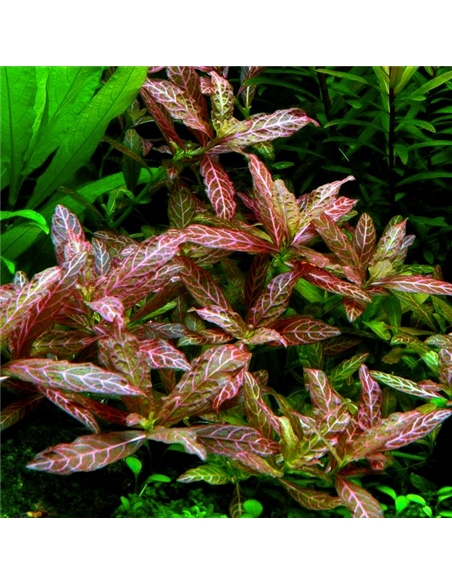Hygrophila polysperma Sunset - 2105153