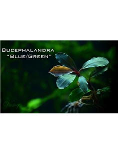 Bucephalandra Blue Green- In Vitro Cup - 2105154