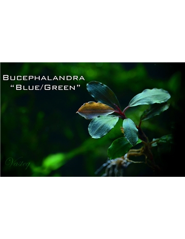 Bucephalandra Blue Green- In Vitro Cup - 2105154