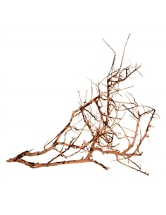 Scaping Twigs Kg - 2105195